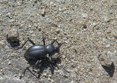 Coelocnemis dilaticollis