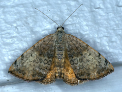 Chrysolarentia mecynata