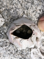 Amphibalanus amphitrite