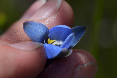 Image of Thelymitra aemula by (c) Christopher Stephens, some rights reserved (CC BY-SA)
