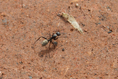 Camponotus cinctellus