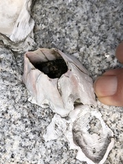 Amphibalanus amphitrite