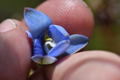 Thelymitra aemula