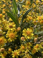 Senecio clivicola