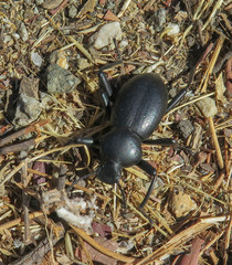 Coelocnemis dilaticollis