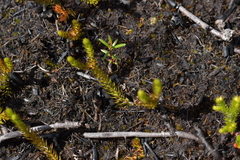 Lateristachys lateralis