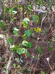 Aristolochia