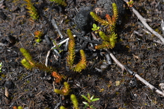 Lateristachys lateralis