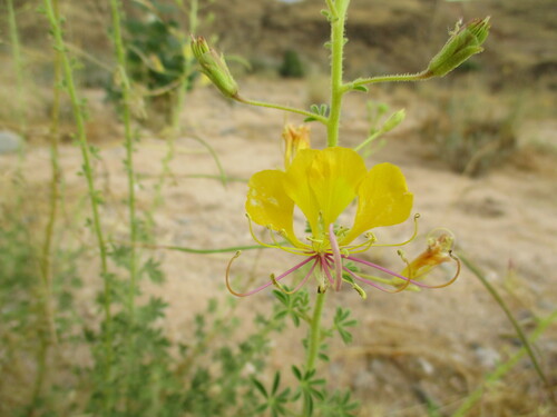 Image of Cleome foliosa by no rights reserved