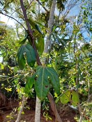 Aristolochia