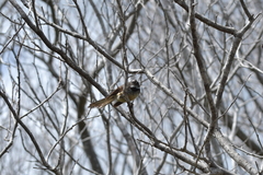 Rhipidura fuliginosa placabilis