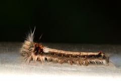 Leipoxais peraffinis