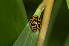 Cleobora mellyi