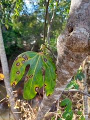 Aristolochia