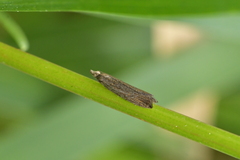 Bactra