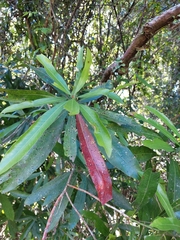Pouteria gardneriana