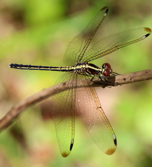 Hemistigma albipunctum