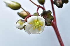 Drosera binata
