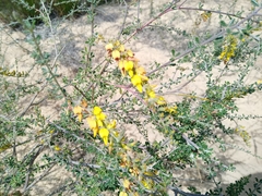 Wiborgia