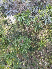 Pouteria gardneriana