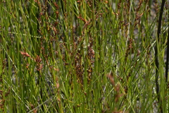 Schoenus brevifolius