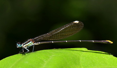 Allocnemis leucosticta