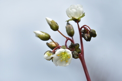 Drosera binata