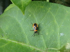 Tropidothorax sinensis