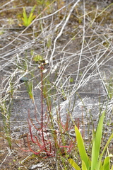 Drosera binata