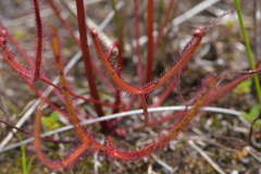 Drosera binata