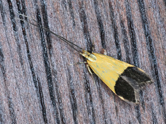 Crocanthes micradelpha