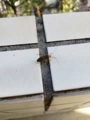 Paradasynus spinosus