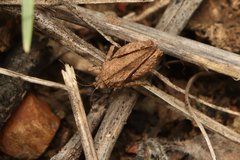 Tettiella