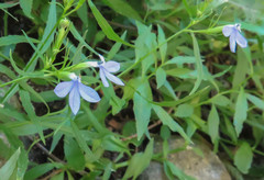 Palmerella debilis serrata