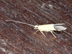 Crocanthes micradelpha
