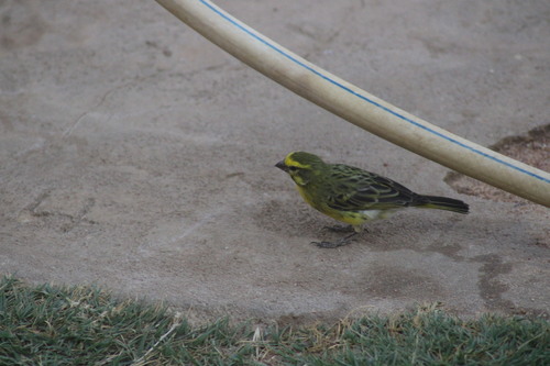 White-bellied Canary (Crithagra dorsostriata), photo 3