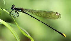 Allocnemis leucosticta