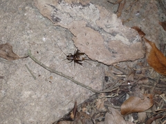 Loxoblemmus equestris