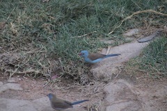 Uraeginthus cyanocephalus
