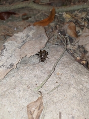 Loxoblemmus equestris