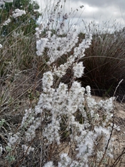 Eriocephalus racemosus
