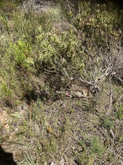 Leucadendron modestum