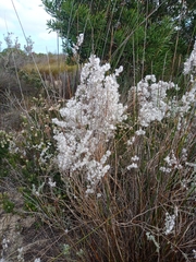 Eriocephalus racemosus