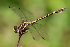 Paragomphus cognatus
