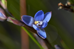 Thelymitra aemula