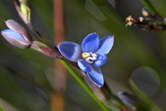 Thelymitra aemula