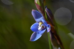 Thelymitra aemula