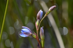 Thelymitra aemula