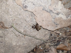 Loxoblemmus equestris