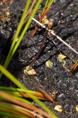 Corybas rotundifolius